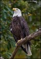 _1SB8043 american bald eagle